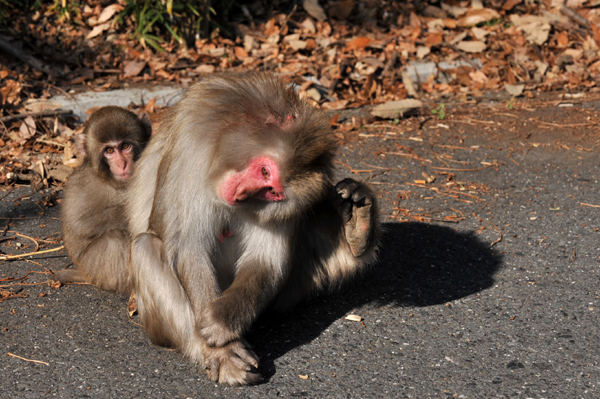 114 minoh 10 DSC_6444.jpg